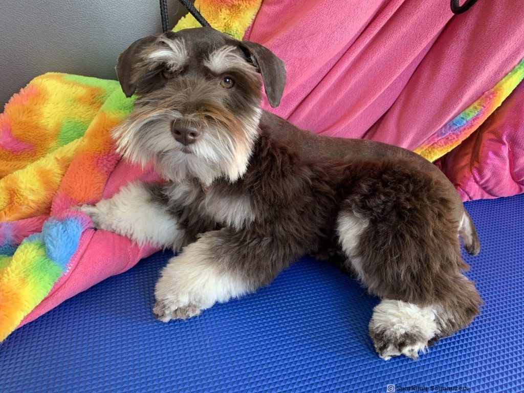 Litters Sparkling Schnauzers Miniature and Giant