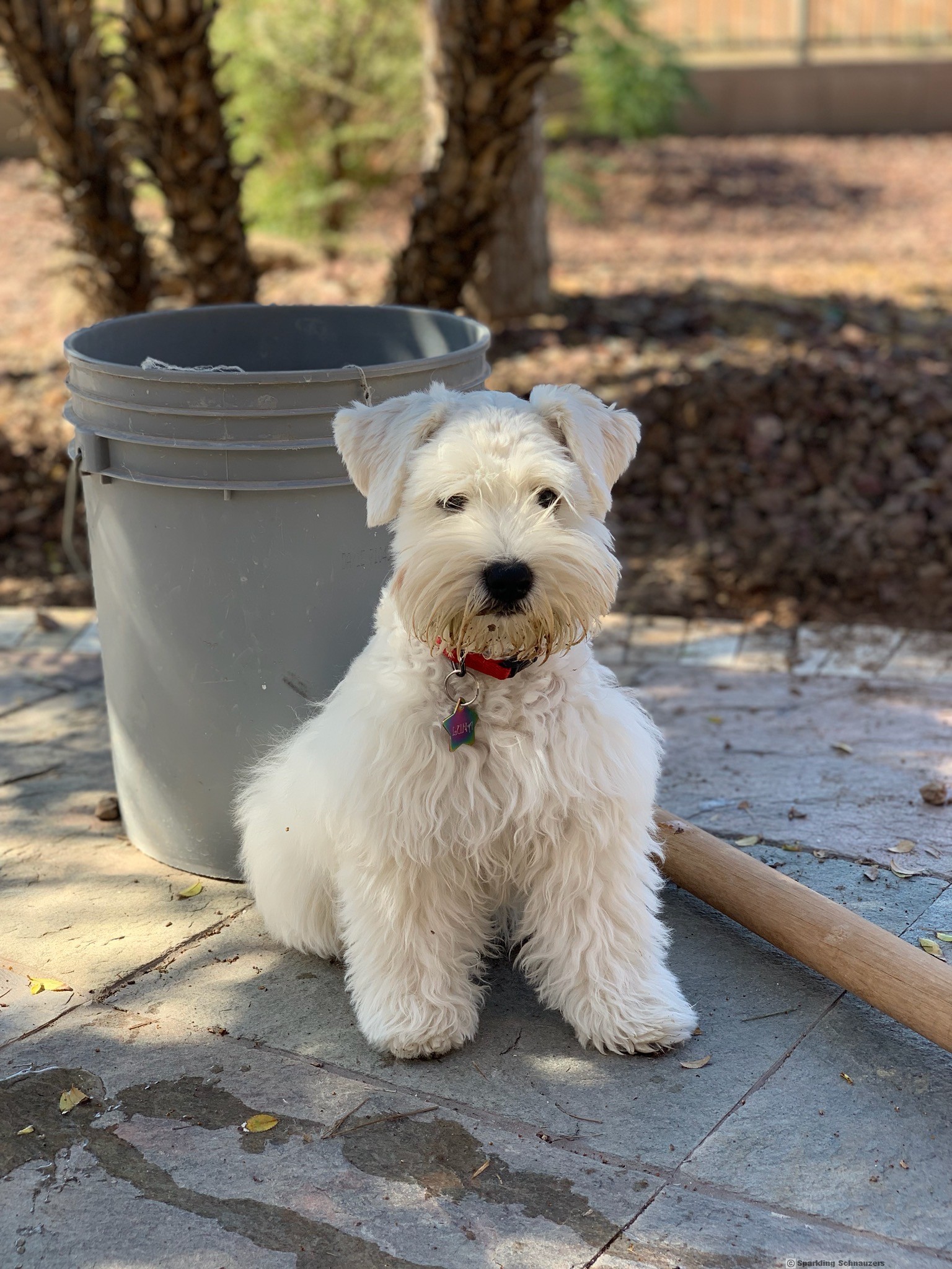 Sparkling Schnauzers Miniature and Giant Schnauzers Breeders in