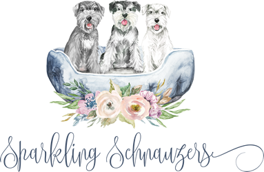 Sparkling Schnauzers – Miniature Schnauzers Breeders in Phoenix Metro Area