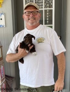 Miniature schnauzer puppy from the Sir Winston Duke & Loo Loo Itty Bitty Litter at Sparkling Schnauzers
