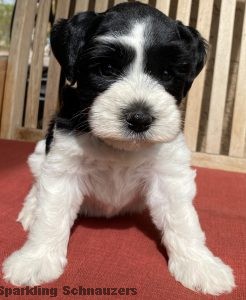 Family-raised miniature schnauzer puppy at Sparkling Schnauzers in Phoenix, Arizona