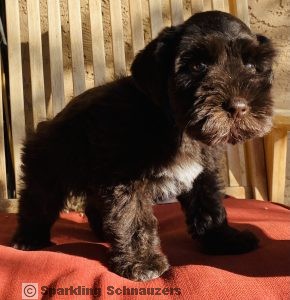 Miniature schnauzer puppy at Sparkling Schnauzers in Phoenix, Arizona