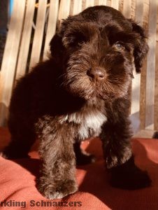 Family-raised miniature schnauzer puppy at Sparkling Schnauzers in Phoenix, Arizona