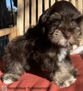 Miniature schnauzer puppy raised in Phoenix, Arizona at Sparkling Schnauzers in Phoenix, Arizona