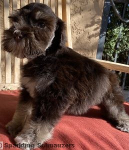Family-raised miniature schnauzer puppy at Sparkling Schnauzers in Phoenix, Arizona