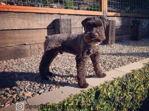 Miniature schnauzer puppy raised in Phoenix, Arizona at Sparkling Schnauzers in Phoenix, Arizona