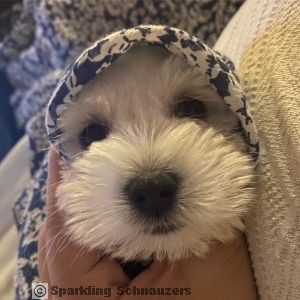 Miniature schnauzer puppy raised in Phoenix, Arizona at Sparkling Schnauzers in Phoenix, Arizona