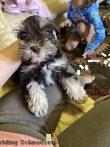 Family-raised miniature schnauzer puppy at Sparkling Schnauzers in Phoenix, Arizona