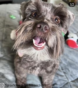 Miniature schnauzer puppy raised in Phoenix, Arizona at Sparkling Schnauzers in Phoenix, Arizona