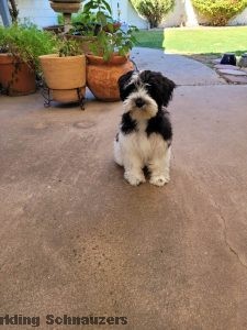 Miniature schnauzer puppy raised in Phoenix, Arizona at Sparkling Schnauzers in Phoenix, Arizona