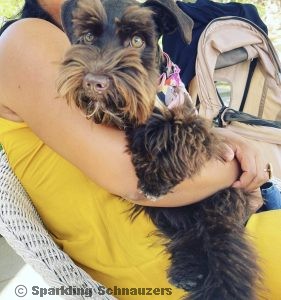 Miniature schnauzer puppy at Sparkling Schnauzers in Phoenix, Arizona
