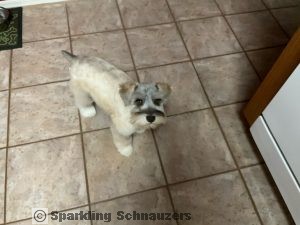 Family-raised miniature schnauzer puppy at Sparkling Schnauzers in Phoenix, Arizona