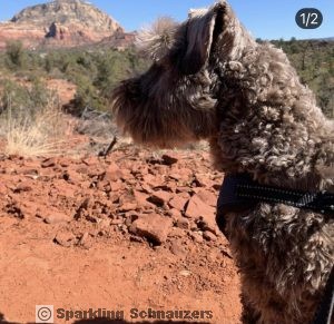 Family-raised miniature schnauzer puppy at Sparkling Schnauzers in Phoenix, Arizona