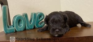 Miniature schnauzer puppy at Sparkling Schnauzers in Phoenix, Arizona