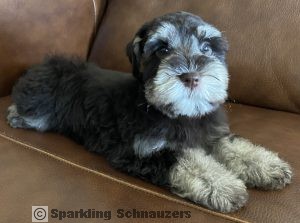 Miniature schnauzer puppy from the Winston & Coco litter at Sparkling Schnauzers