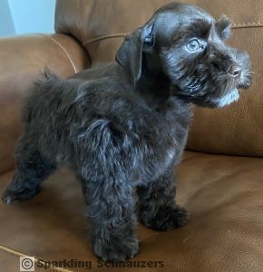 Family-raised miniature schnauzer puppy from the Winston & Coco litter at Sparkling Schnauzers