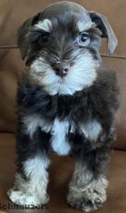 Miniature schnauzer puppy raised in Phoenix, Arizona from the Winston & Coco litter at Sparkling Schnauzers