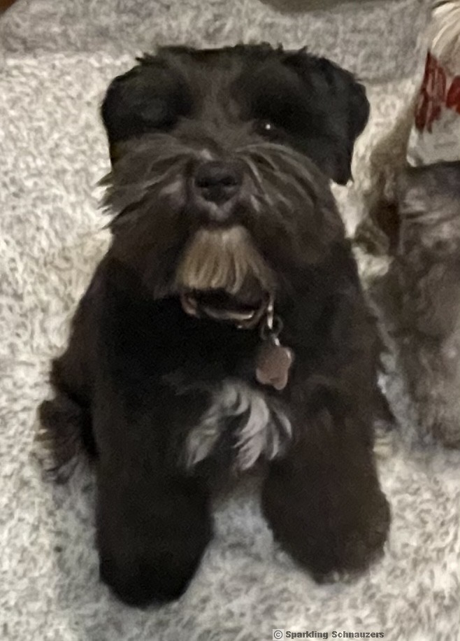 Black miniature schnauzer shop for sale